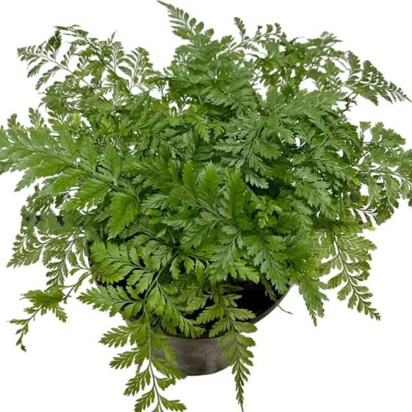 Rabbit's Foot Fern (Davallia fejeensis) - Image 25