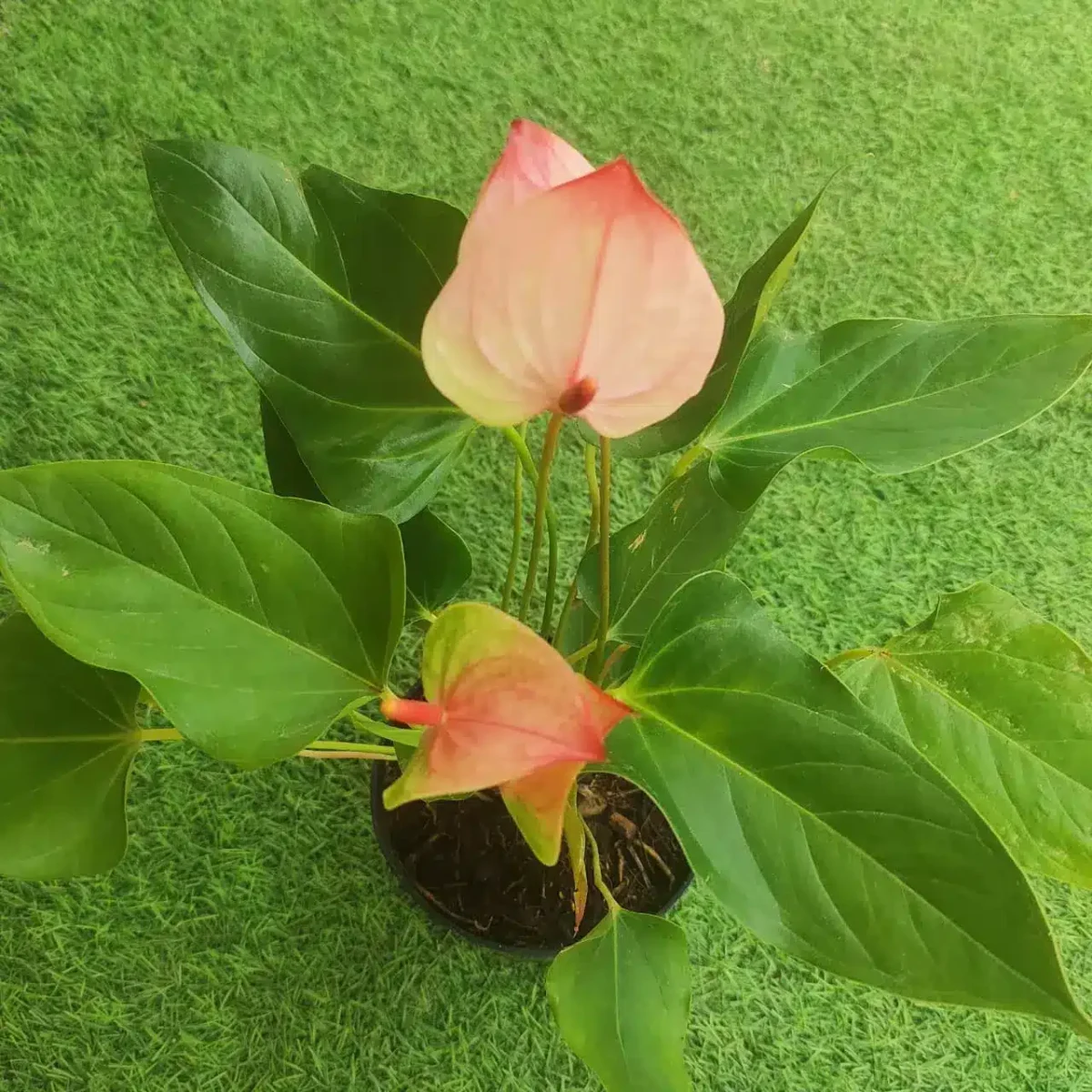 Anthurium Princess Amalia Elegance - Image 6