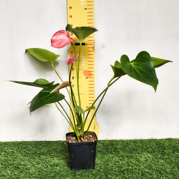 Anthurium andraeanum 'Livium' - Image 4