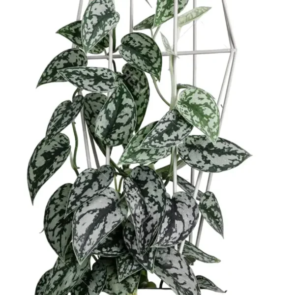 Scindapsus pictus 'Silver Lady'