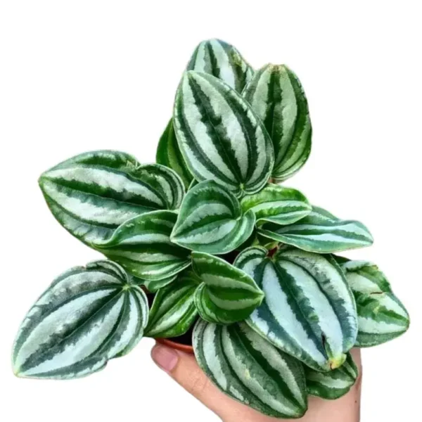 Peperomia Verschaffeltii - Image 3
