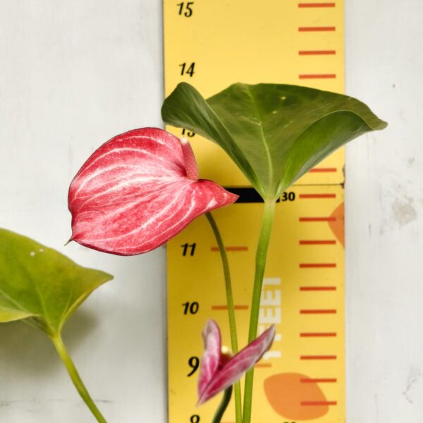 Anthurium andraeanum 'Livium' - Image 6