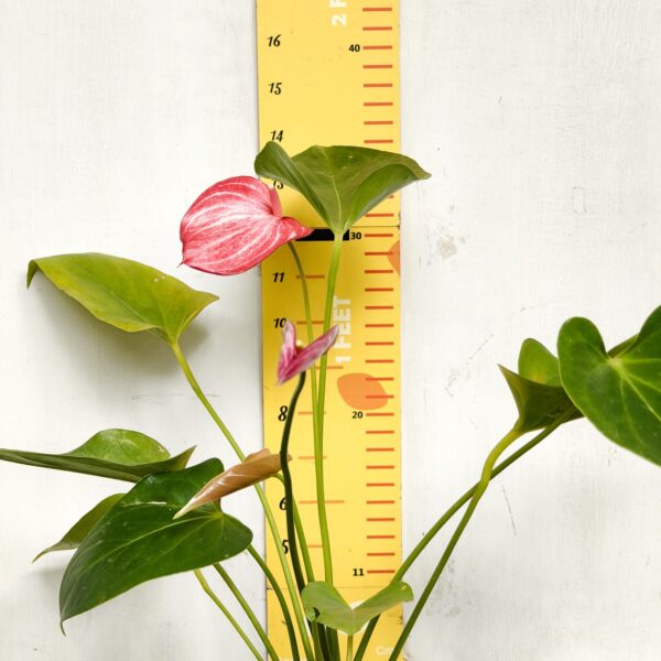 Anthurium andraeanum 'Livium' - Image 5