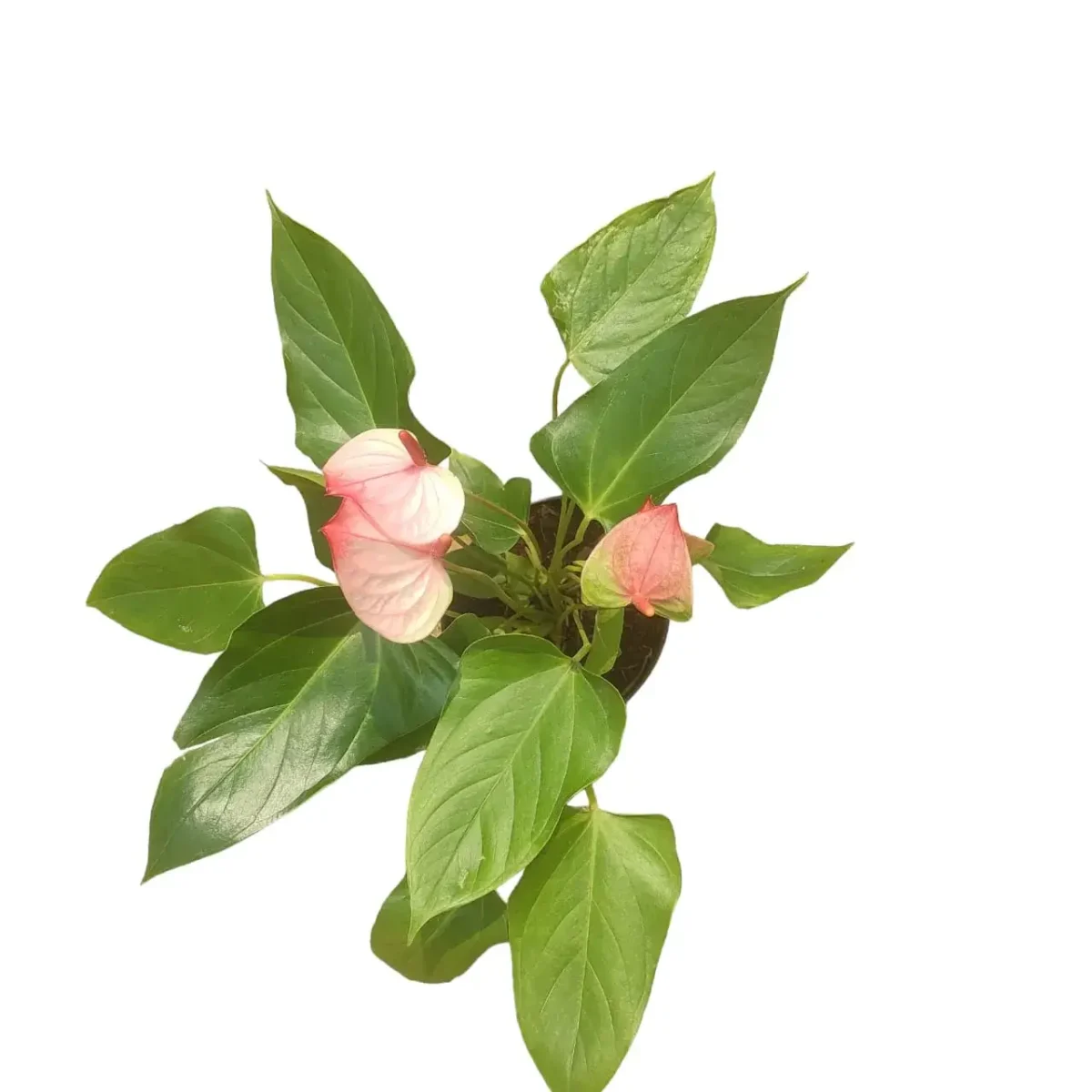 Anthurium Princess Amalia Elegance - Image 9