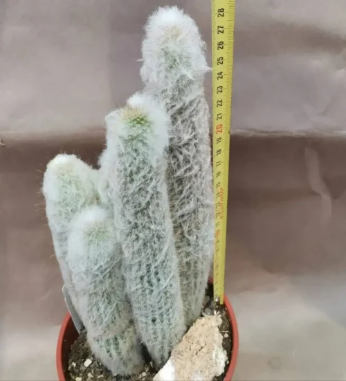 Austrocephalocereus dybowskii (Cephalocereus/Cereus dybowskii)
