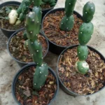 Opuntia canterae