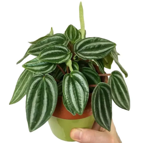 Peperomia Verschaffeltii - Image 4
