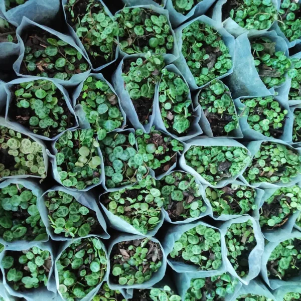 String of Turtles (Peperomia Prostrata) - Image 4