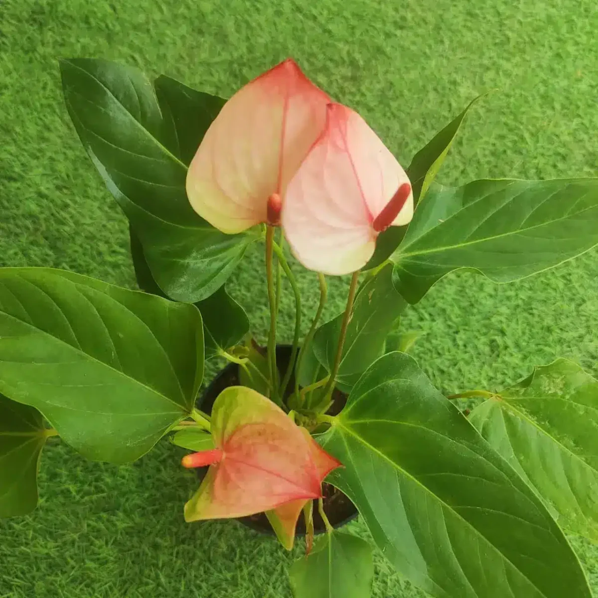 Anthurium Princess Amalia Elegance - Image 5