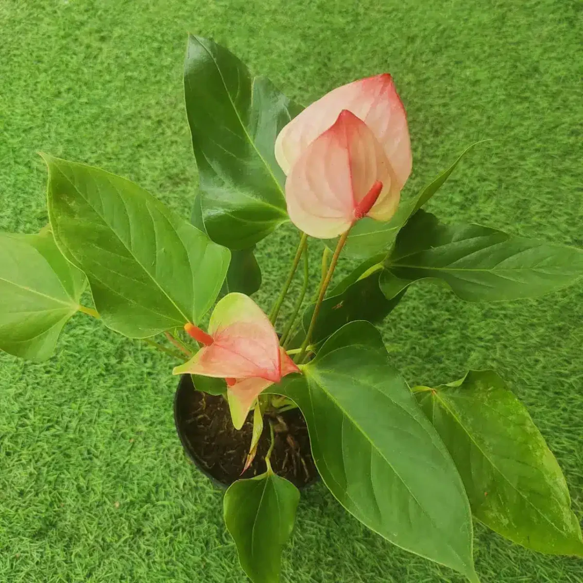 Anthurium Princess Amalia Elegance - Image 10