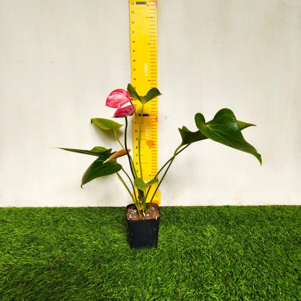 Anthurium andraeanum 'Livium' - Image 3