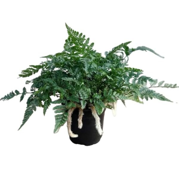 Rabbit's Foot Fern (Davallia fejeensis) - Image 23