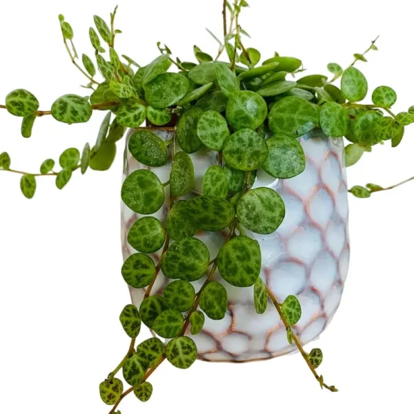 String of Turtles (Peperomia Prostrata) - Image 8