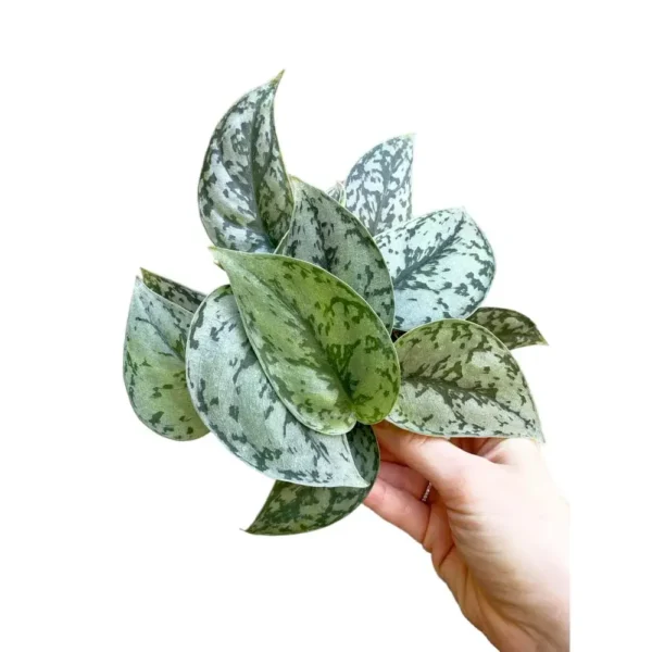 Scindapsus pictus 'Silver Lady' - Image 3