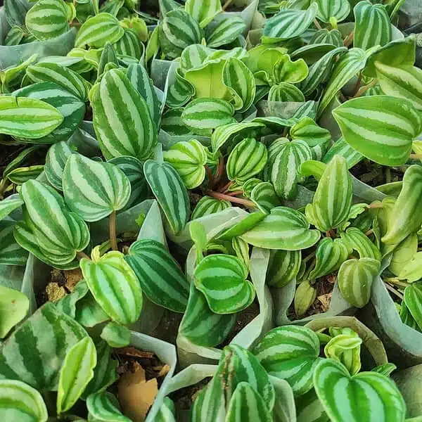Peperomia Verschaffeltii - Image 2
