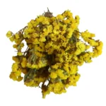 Statice Yellow