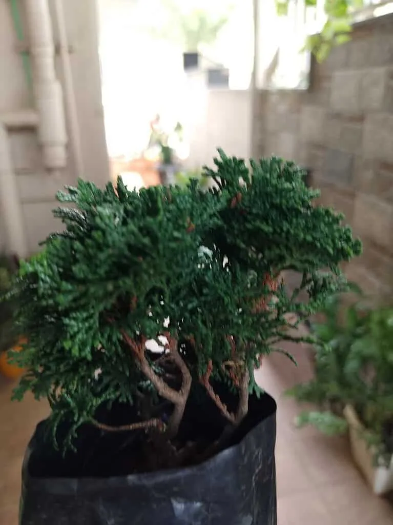 Dwarf Hinoki Cypress (Chamaecyparis obtusa 'Nana Gracilis') - PlantsHub
