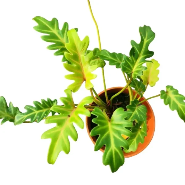 Xanadu (Golden) Philodendron - Image 2