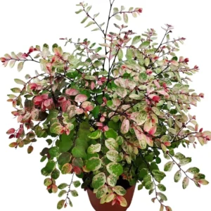 Hawaiian Snow Bush (Breynia Disticha)