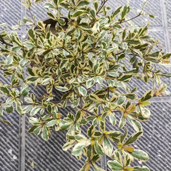 Terminalia Mantaly Variegated - Image 4