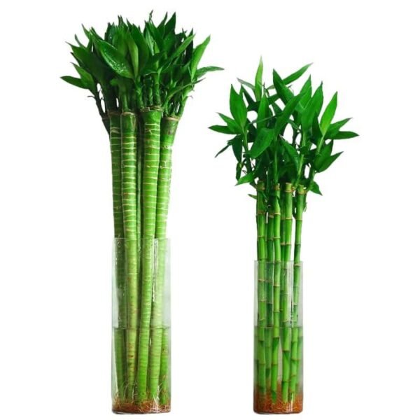 Lotus Lucky Bamboo Plant - Image 3