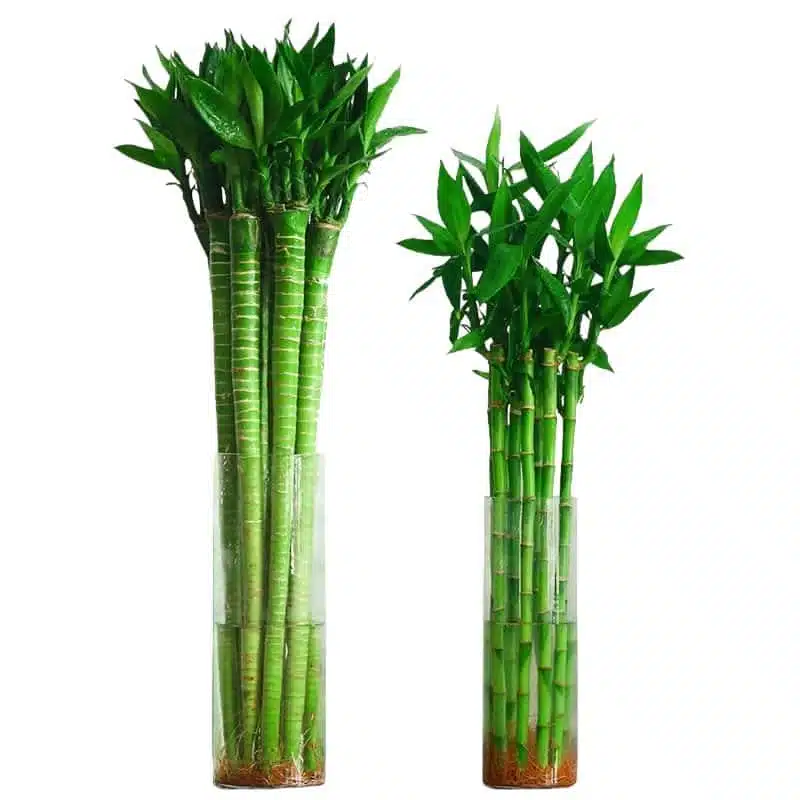 Lotus Lucky Bamboo Plant - Image 3