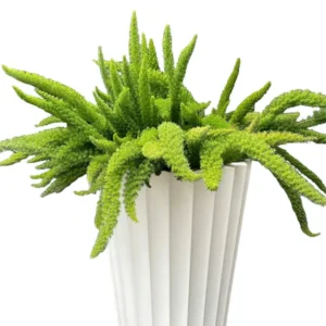 Asparagus densiflorus ‘Myersii’ (Foxtail Fern)