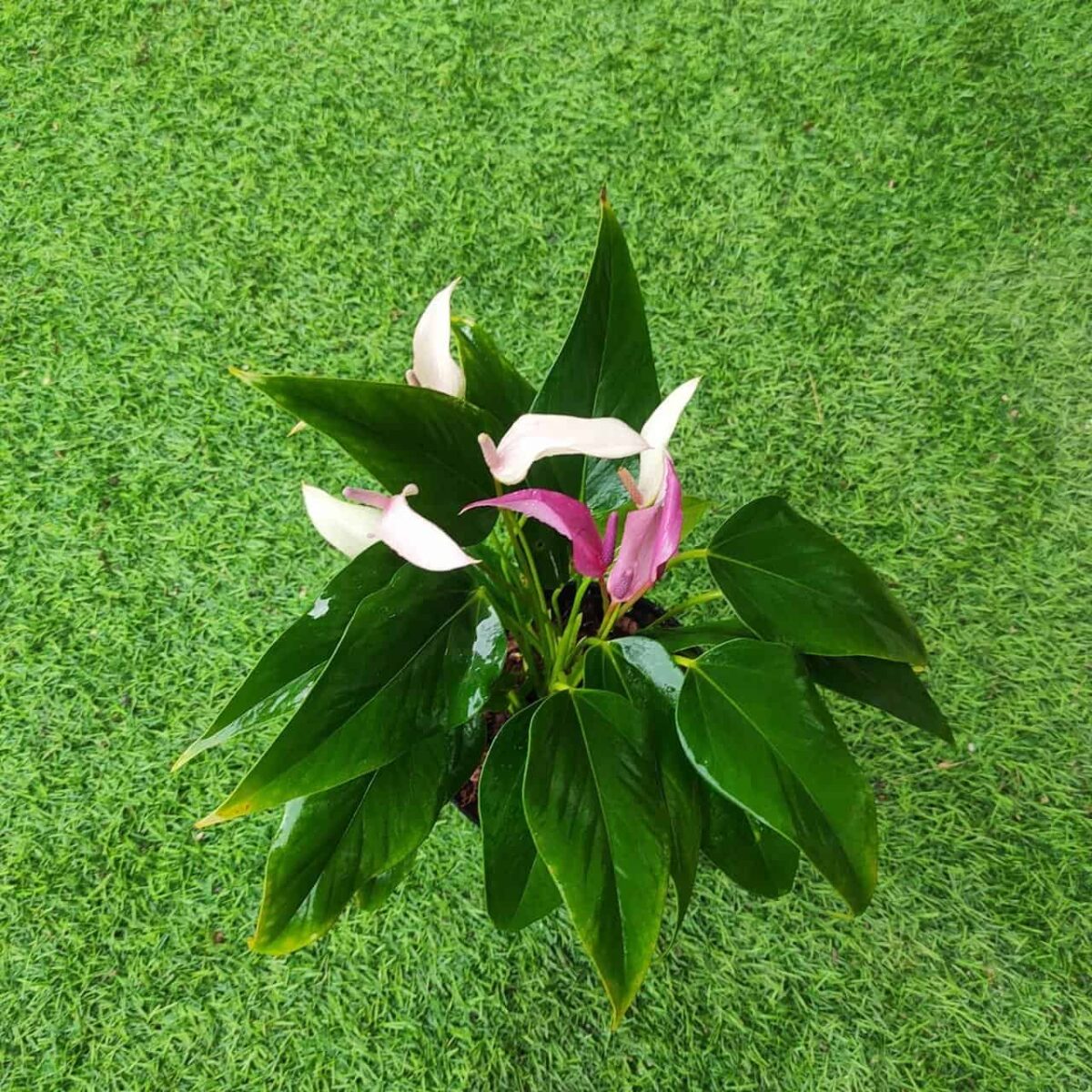 Anthurium andra 'Royal Zizou' - Image 4
