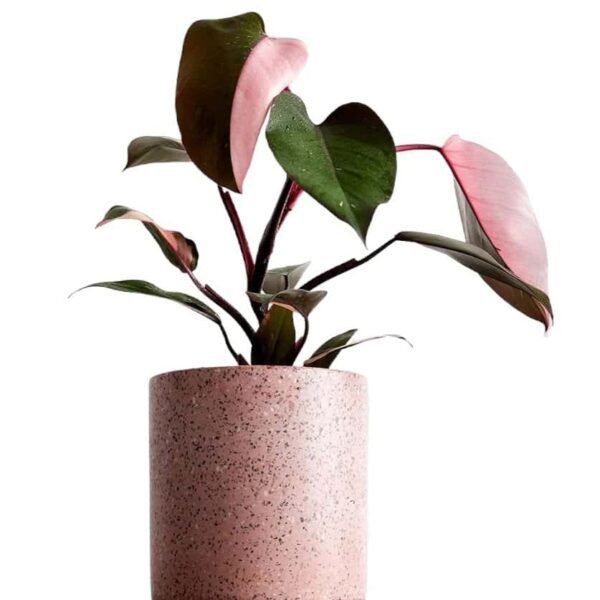 Philodendron Pink Princess Sparkle - Image 3