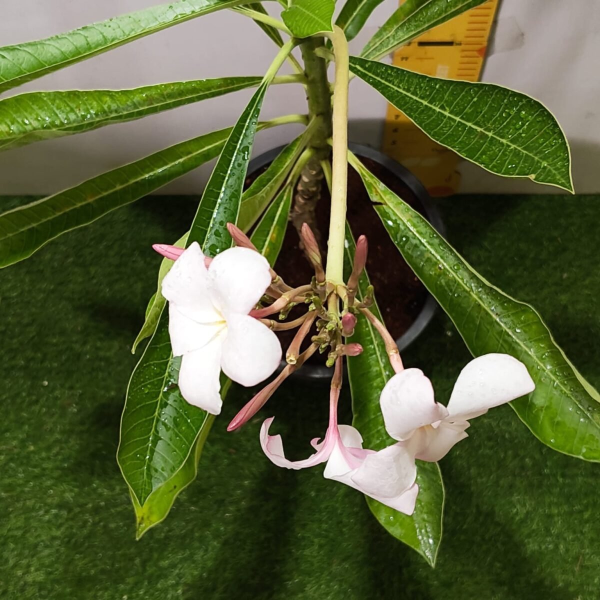 Plumeria obtusa ‘Dwarf Singapore Pink’ - Image 10