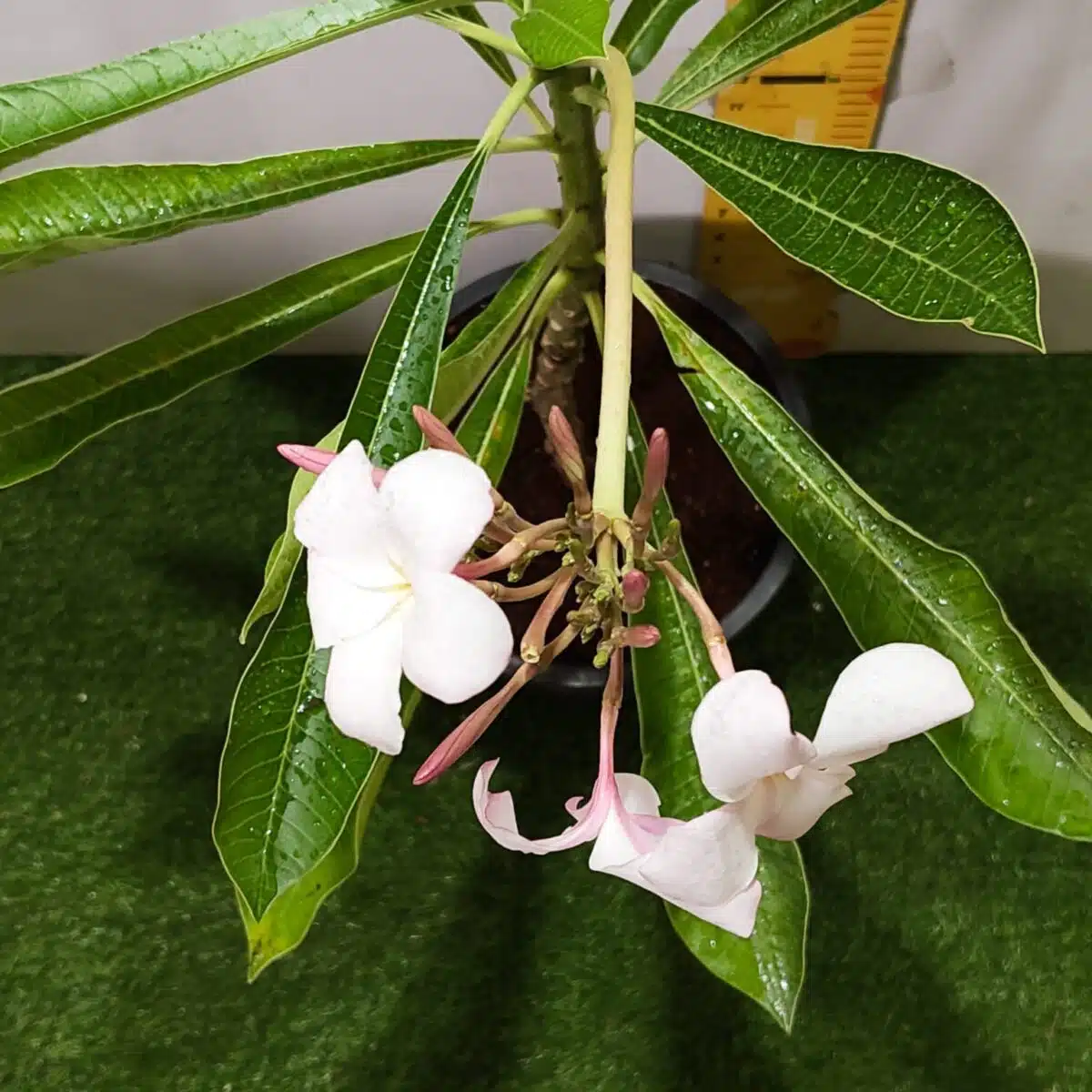 Plumeria Pudica (Light Pink) - Image 10