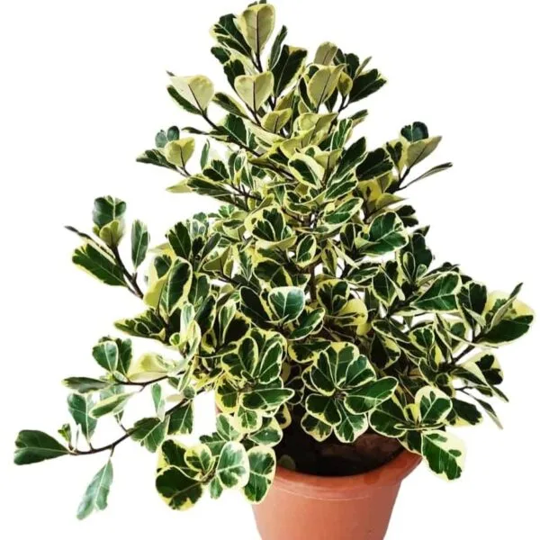 Ficus Triangularis Variegata - Image 10
