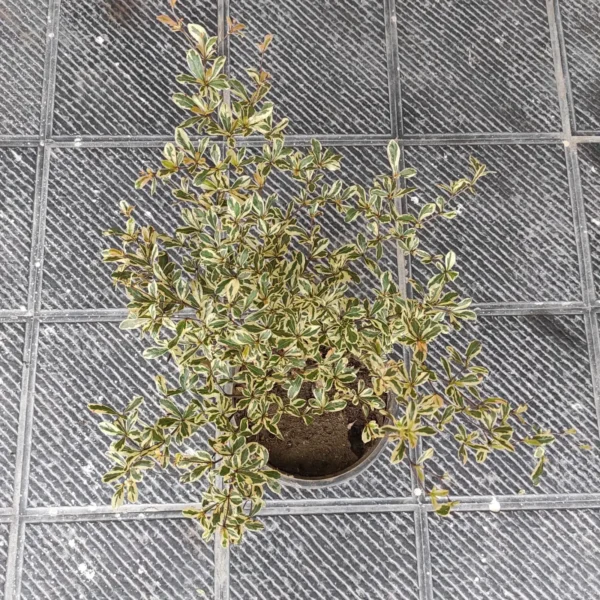 Terminalia Mantaly Variegated - Image 2