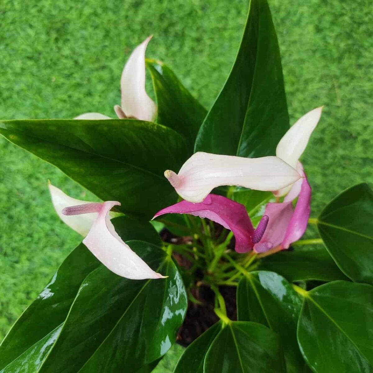 Anthurium andra 'Royal Zizou' - Image 5