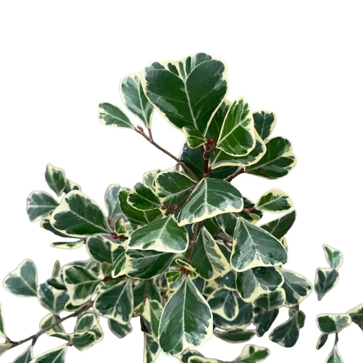 Ficus Triangularis Variegata - Image 11