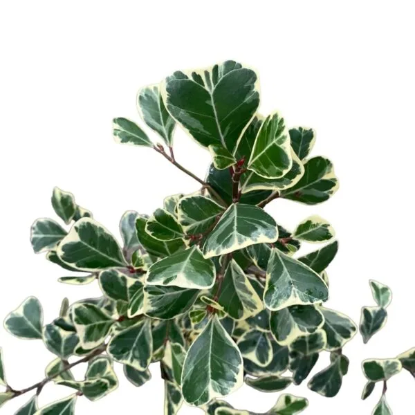 Ficus Triangularis Variegata - Image 11