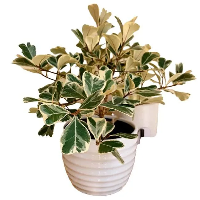 Ficus Triangularis Variegata - Image 14