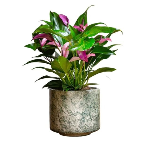 Anthurium andra 'Royal Zizou'