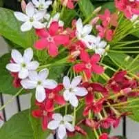 Madhumalati Madhulata (Dwarf) - Image 2