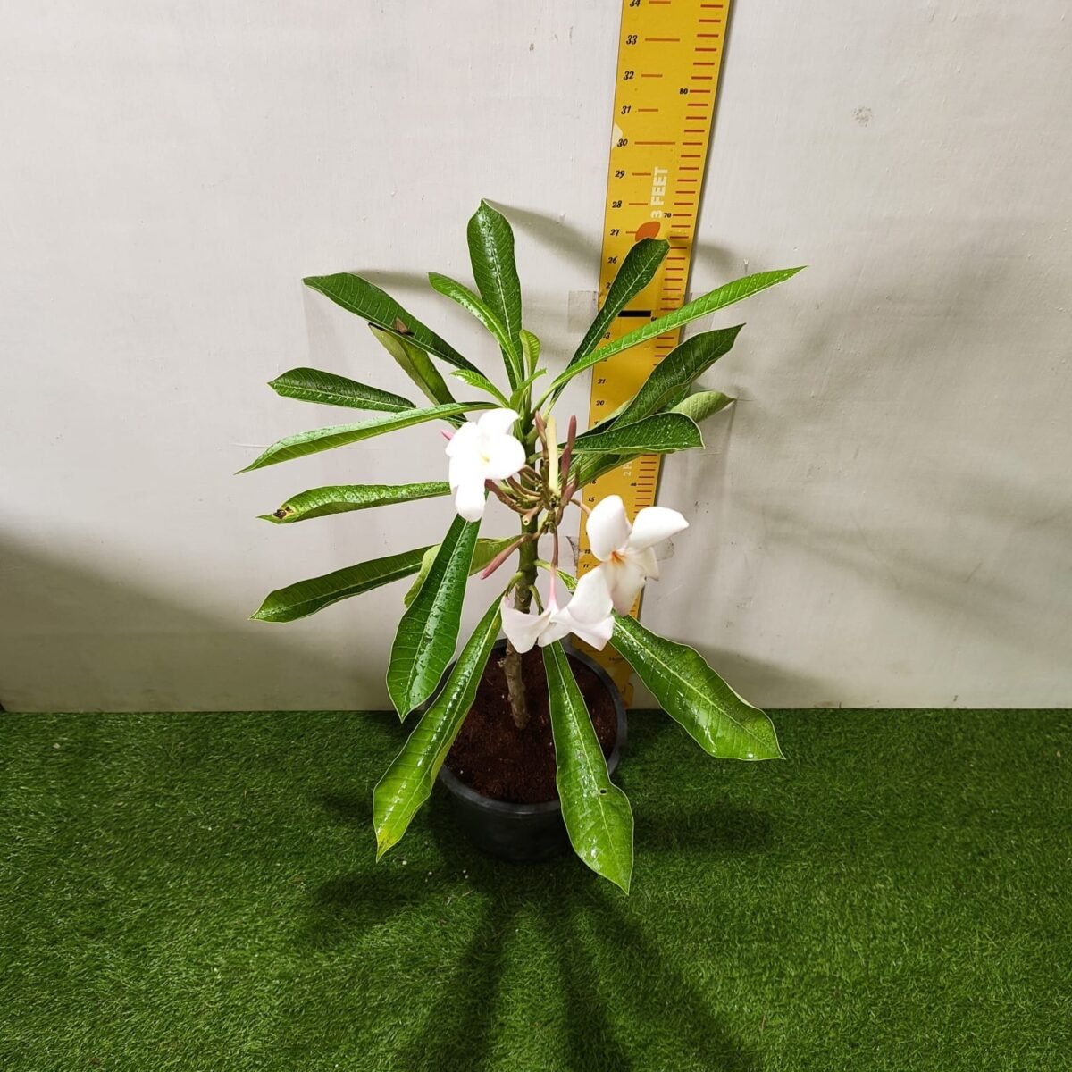 Plumeria obtusa ‘Dwarf Singapore Pink’ - Image 14