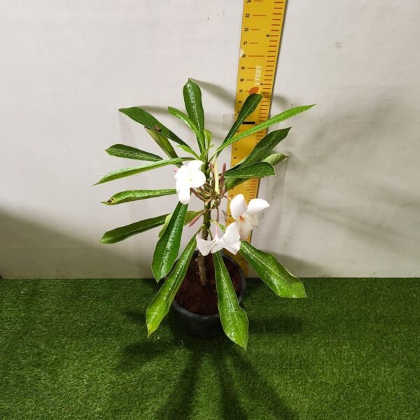 Plumeria obtusa ‘Dwarf Singapore Pink’ - Image 14