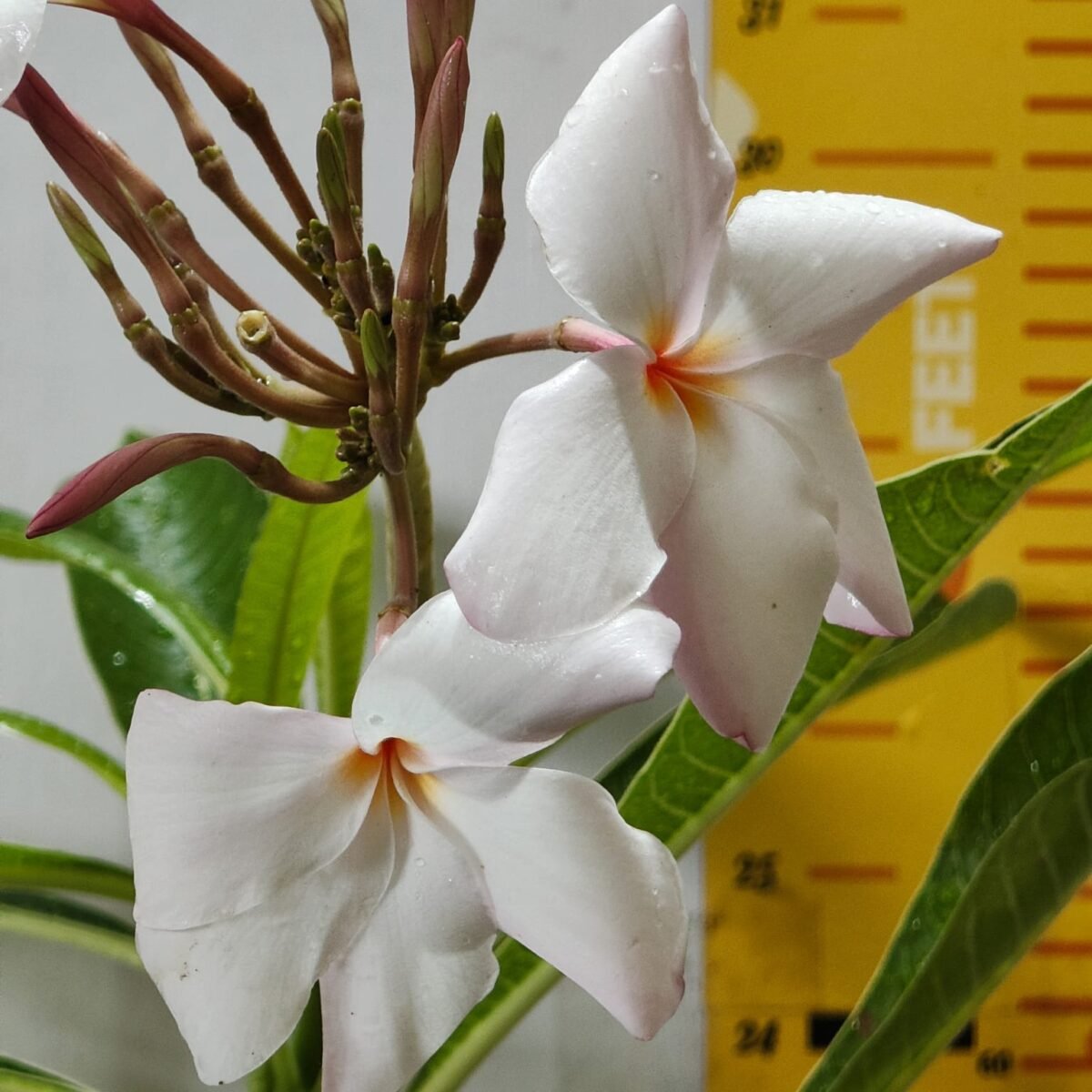 Plumeria obtusa ‘Dwarf Singapore Pink’ - Image 5