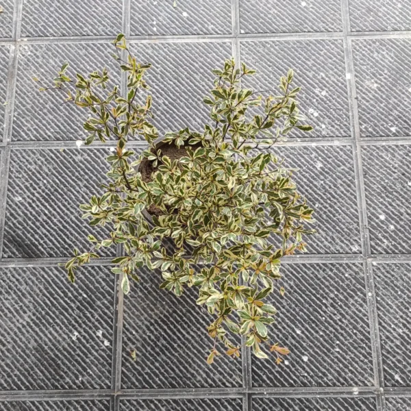 Terminalia Mantaly Variegated - Image 3