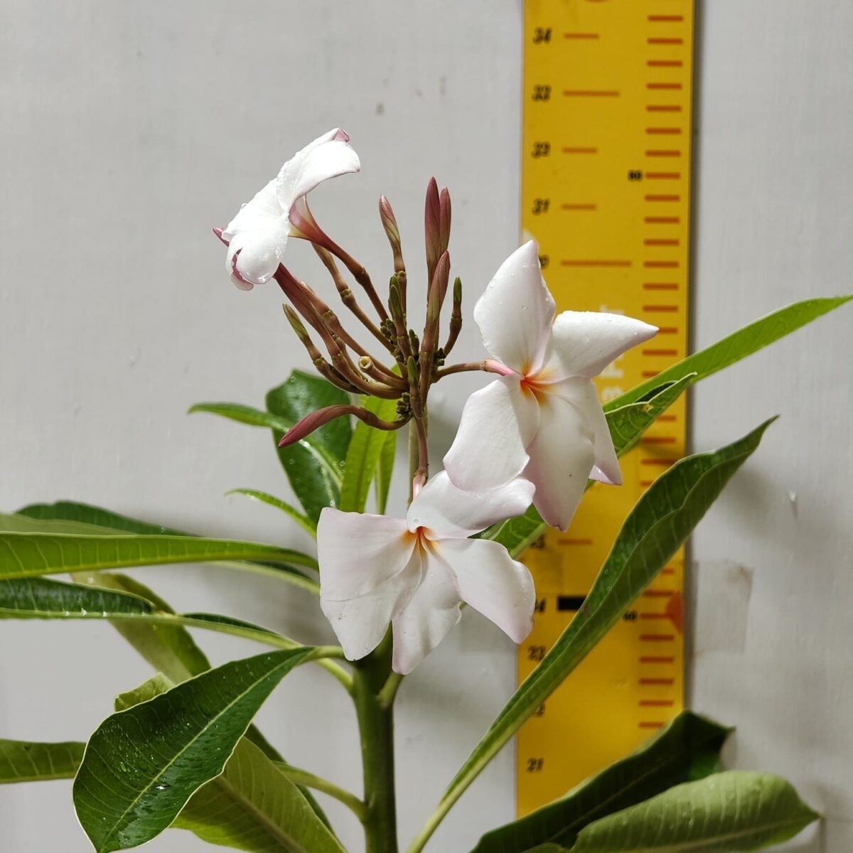 Plumeria obtusa ‘Dwarf Singapore Pink’ - Image 4