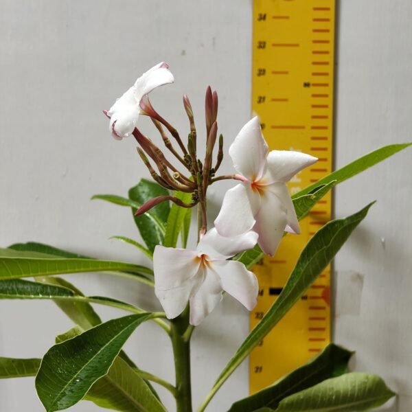 Plumeria obtusa ‘Dwarf Singapore Pink’ - Image 4