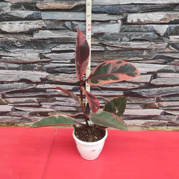 Ficus Belize(Red Ruby) Rubber Plant - Image 4