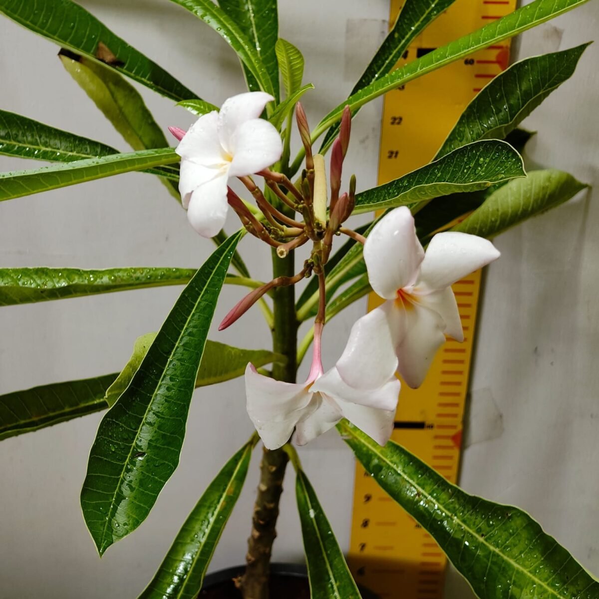 Plumeria obtusa ‘Dwarf Singapore Pink’ - Image 11