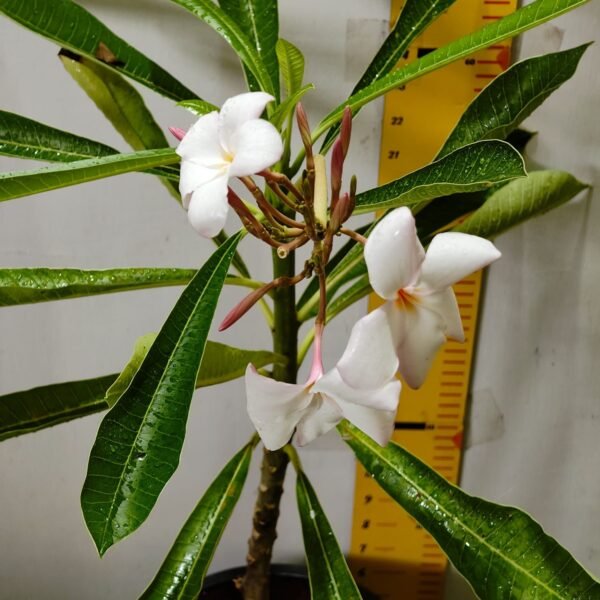 Plumeria obtusa ‘Dwarf Singapore Pink’ - Image 11