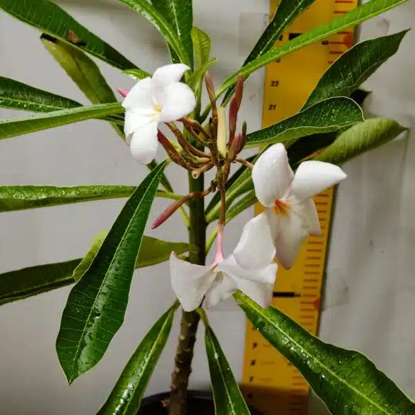 Plumeria Pudica (Light Pink) - Image 11