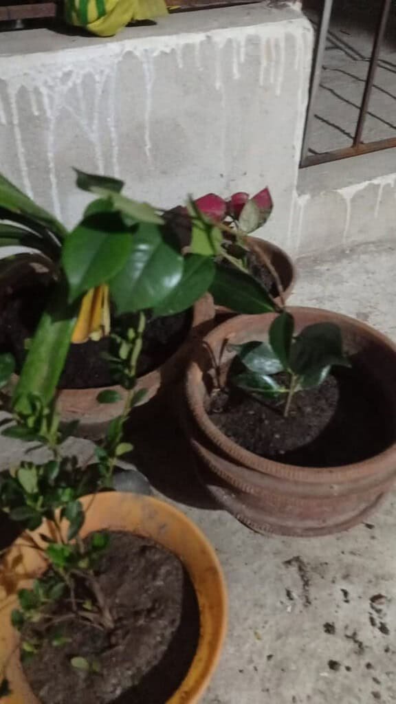 Image #1 from Oindrila Sinha